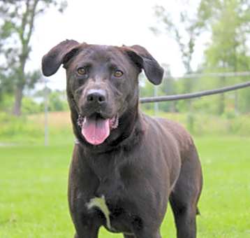 Photo of Buckeye