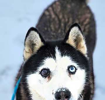 Photo of Nova