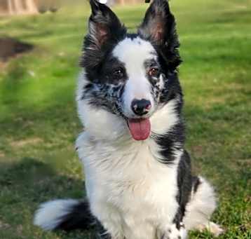 Photo of Layla