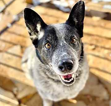 Photo of Boomer