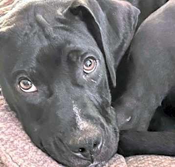 Photo of Louie