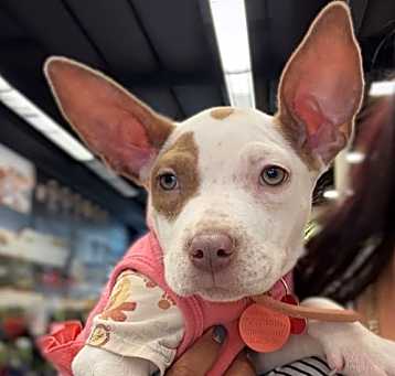 Photo of Itty Bitty