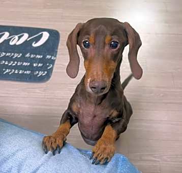 Photo of Honey