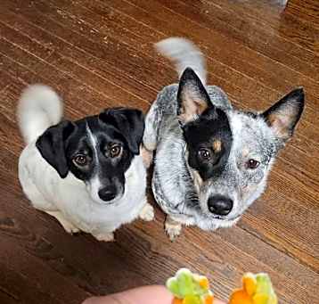 Photo of Lisa & Teddy Bonded Pair