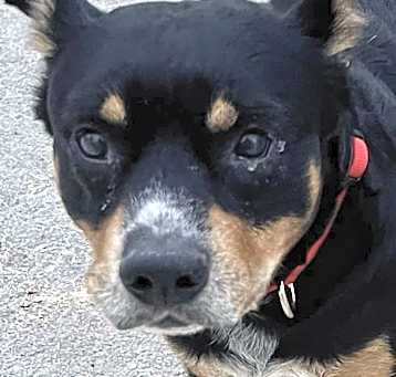Photo of Max