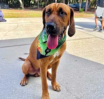 Photo of Echo (friendly & loyal)