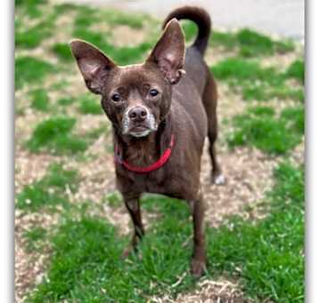 Photo of Chico