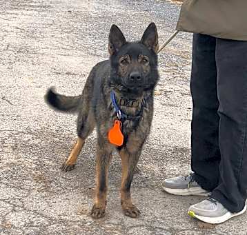 Photo of Kimber
