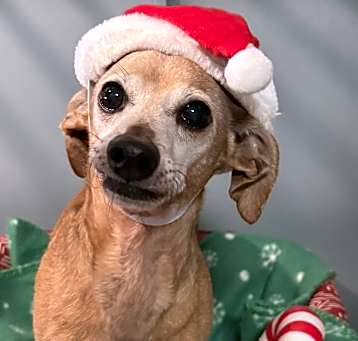 Photo of Amigo