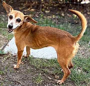 Photo of Lola (Brown Lola)