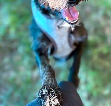 Photo of Louie