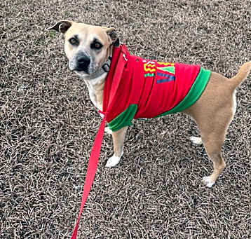 Photo of Daisy
