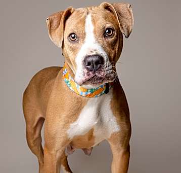 Photo of Sadie