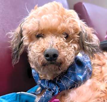 Photo of Penelope Garcia