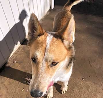 Photo of Banjo
