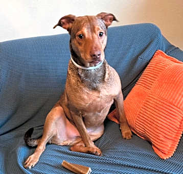 Photo of Buddy 9615