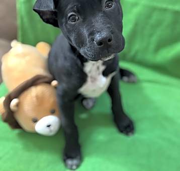 Photo of Gertie