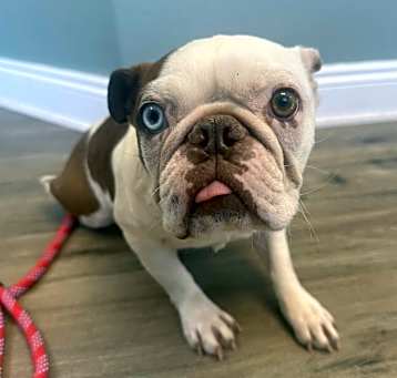 Photo of Ranger