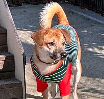 Photo of Ohgong (HDS)