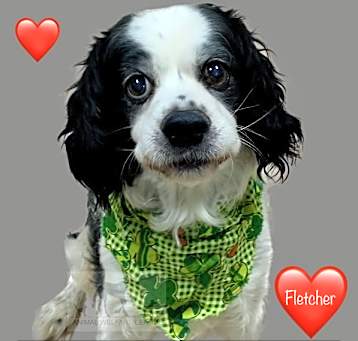 Photo of FLETCHER