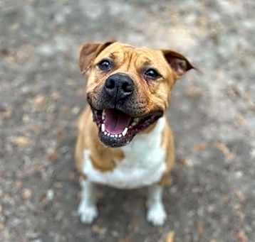 Photo of Gracie
