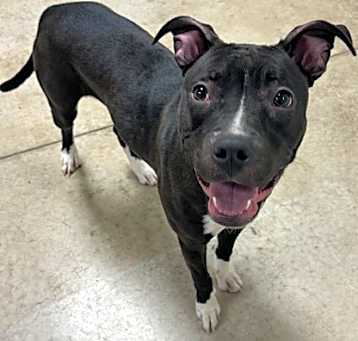 Photo of Sweet Pea
