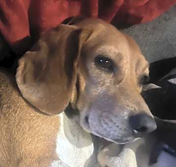 Photo of Indy