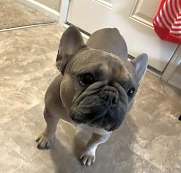 Photo of Stitch