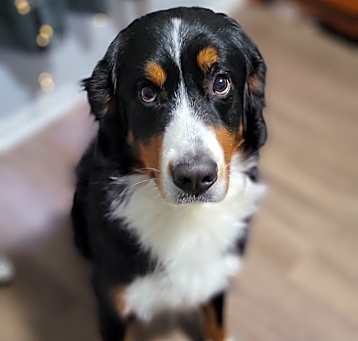Photo of Cooper