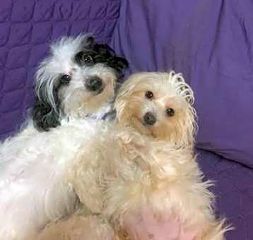 Photo of BONNIE & WINNIE