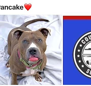 Photo of PANCAKE