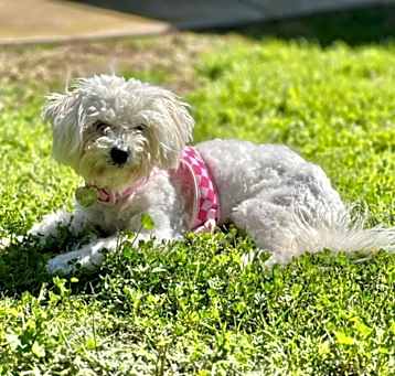Photo of Rizzo