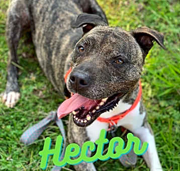Photo of Hector