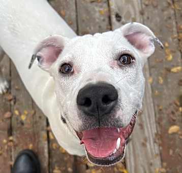 Photo of Boo