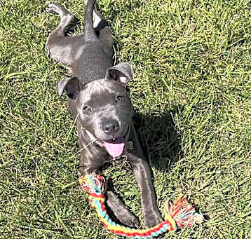 Photo of Nova