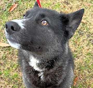 Photo of Koda