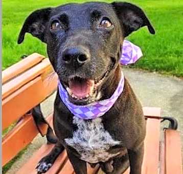 Photo of DOLLY