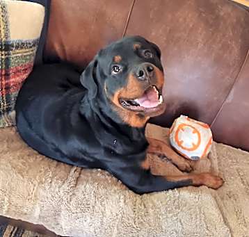 Photo of FRITZ (aka KUMA)