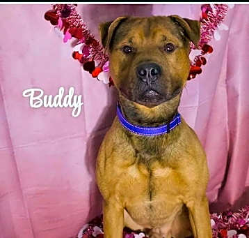Photo of Buddy