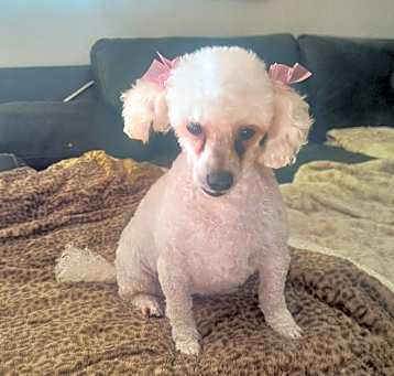 Photo of lucy