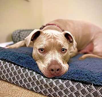 Photo of Riddick