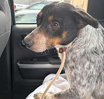 Photo of Maverick