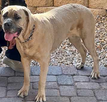Photo of Nala