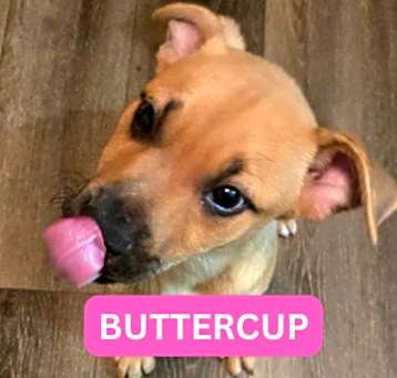Photo of Buttercup