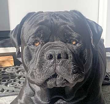 Photo of Panther