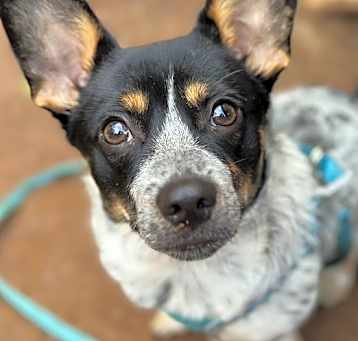 Photo of Churro