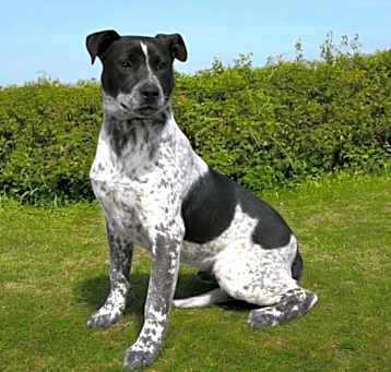 Photo of Romeo