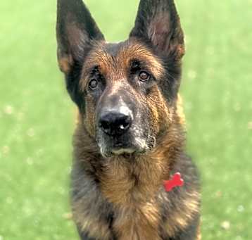 Photo of Rosco