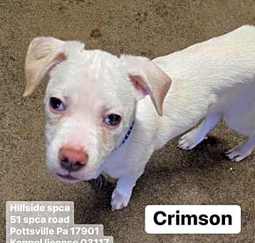 Photo of Crimson