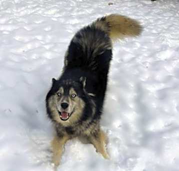 Photo of Denali